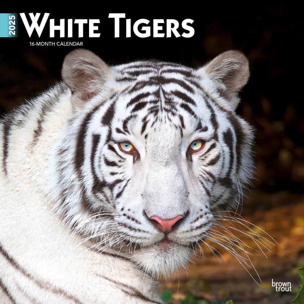 image White Tigers 2025 Wall Calendar  Main Image