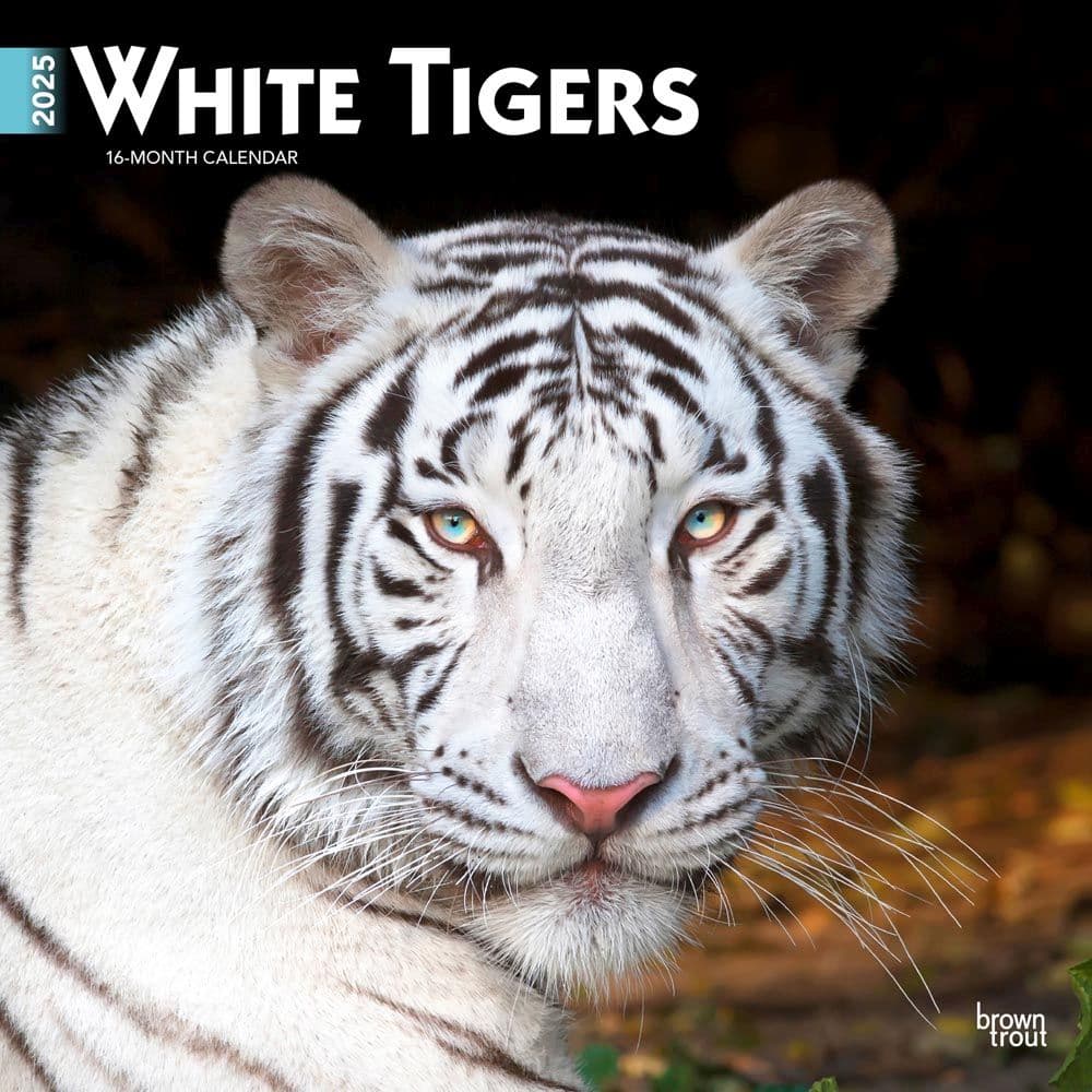 White Tigers 2025 Wall Calendar