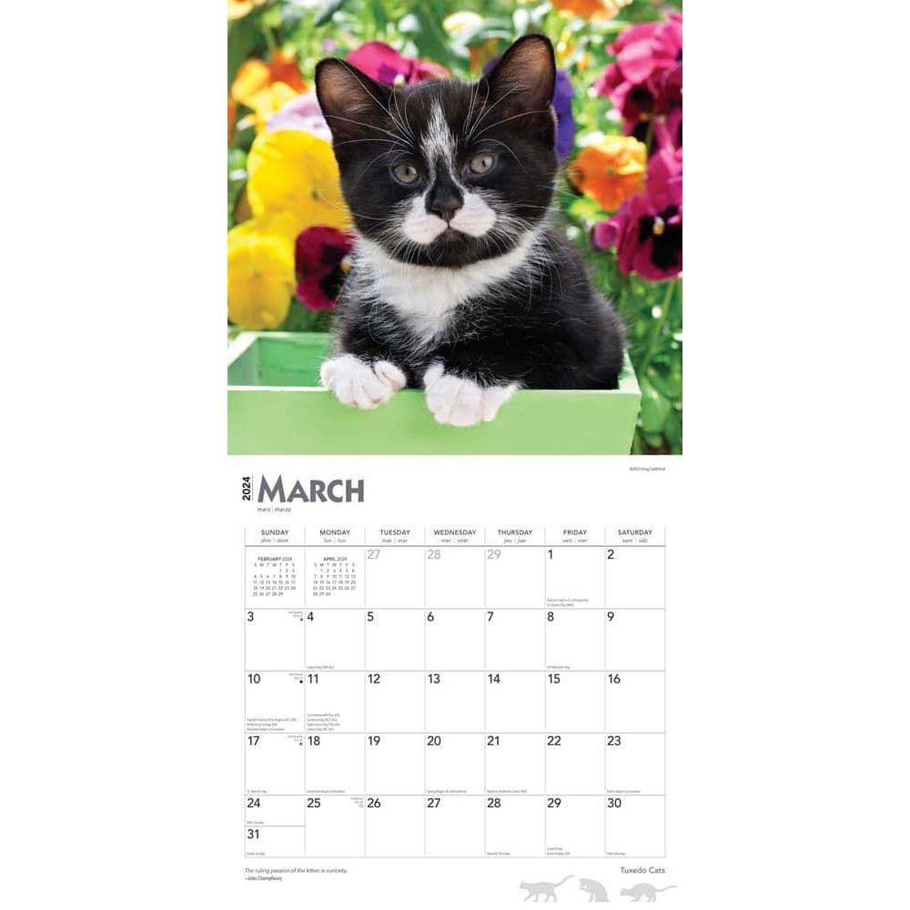 Tuxedo Cats 2024 Wall Calendar