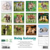 image Baby Animals 2025 Wall Calendar First Alternate Image width=&quot;1000&quot; height=&quot;1000&quot;