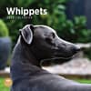 image Whippets 2025 Wall Calendar Main Product Image