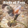 image Birds Of Prey Photo 2024 Wall Calendar Main Image