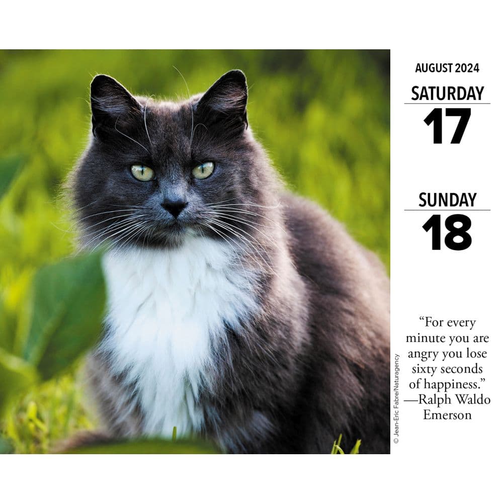 Cats What Cats Teach Us 2024 Desk Calendar - Calendars.com