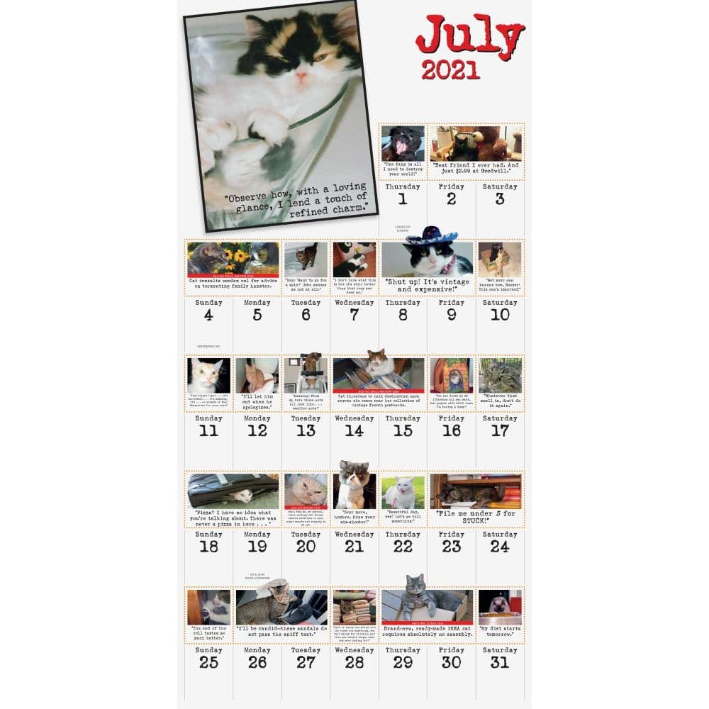 365 Days of Bad Cats Wall Calendar - Calendars.com