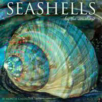 image Seashells 2026 Wall Calendar Main Image