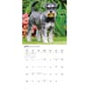 image Miniature Schnauzers 2026 Mini Wall Calendar Third Alternate Image