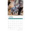 image Australian Cattle Dogs 2025 Wall Calendar Second Alternate Image width="1000" height="1000"