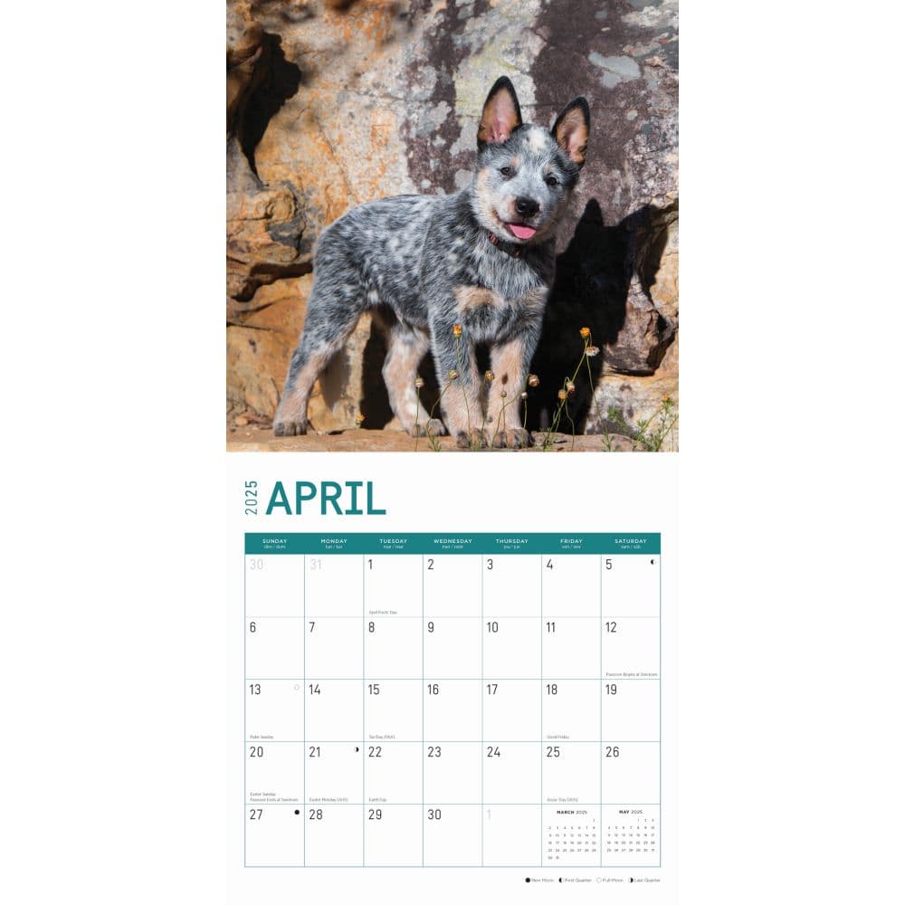 Australian Cattle Dogs 2025 Wall Calendar Second Alternate Image width=&quot;1000&quot; height=&quot;1000&quot;