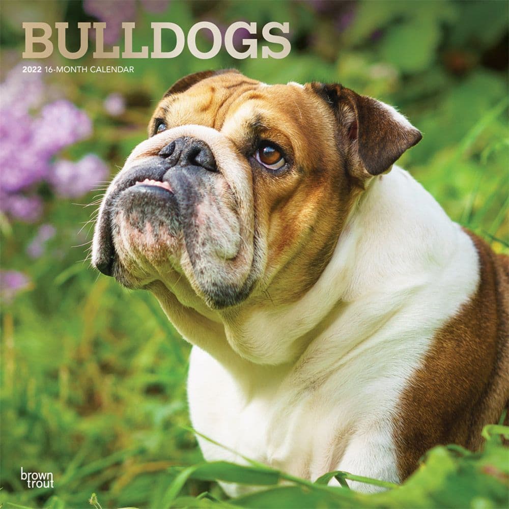 Bulldogs 2022 Calendar Dog Calendars com