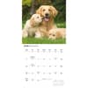 image Golden Retrievers 2026 Wall Calendar Third Alternate Image