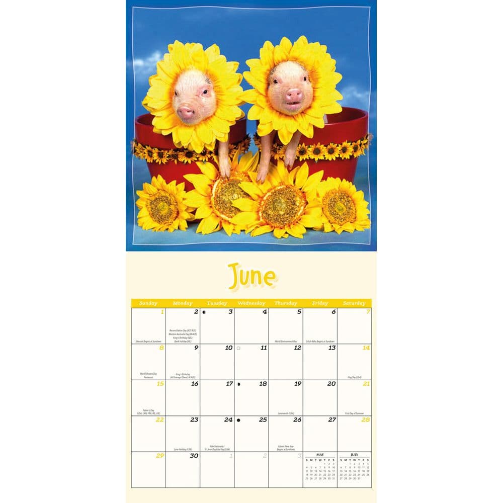 Pigs Playful 2025 Wall Calendar Third Alternate Image width=&quot;1000&quot; height=&quot;1000&quot;