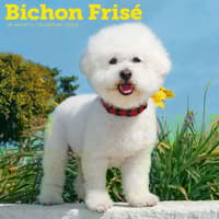 image Bichon Frise 2026 Wall Calendar Main Product Image