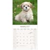 image Lhasa Apso 2027 Wall Calendar Second Alternate Image