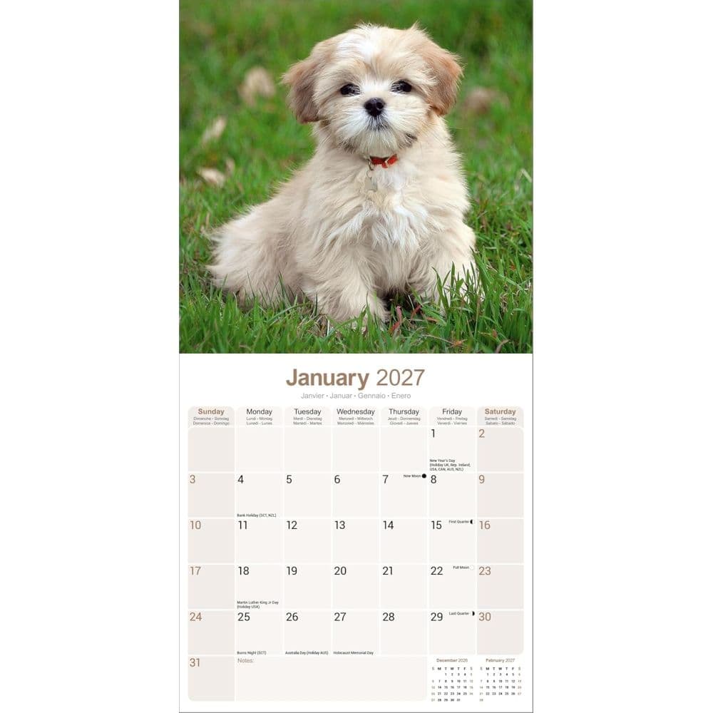 Lhasa Apso 2027 Wall Calendar Second Alternate Image