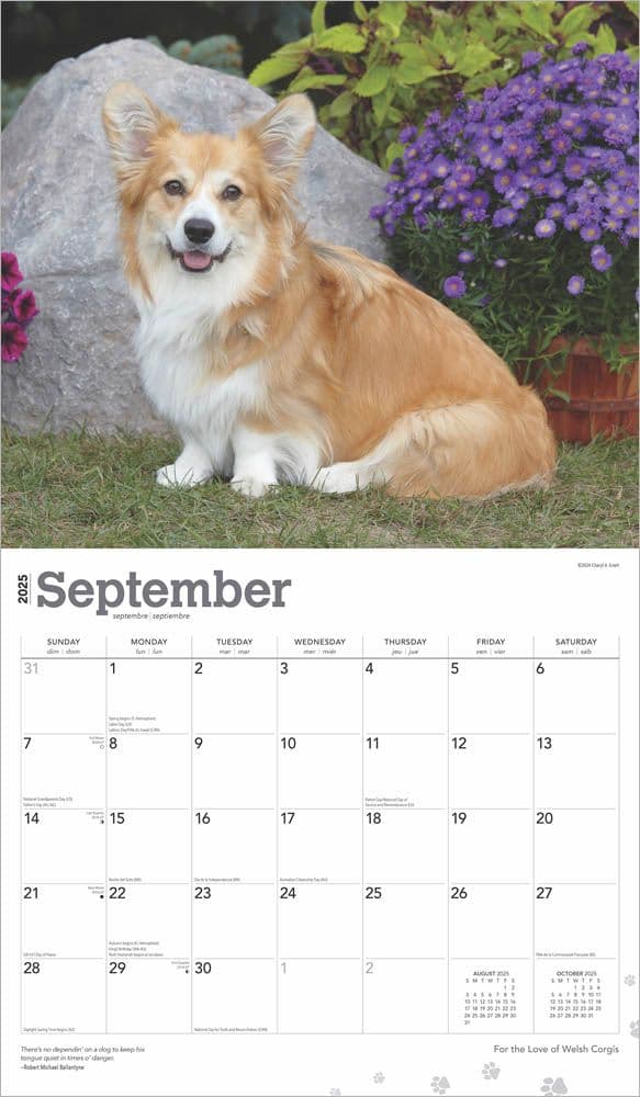 Welsh Corgis Deluxe 2025 Wall Calendar September