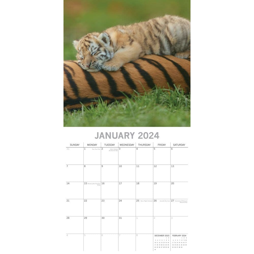 Tigers 2025 Wall Calendar