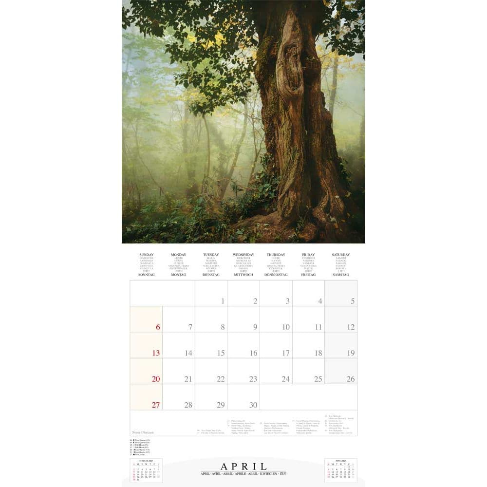 Deep Forest 2025 Wall Calendar Fourth Alternate Image width=&quot;1000&quot; height=&quot;1000&quot;