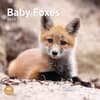 image Baby Foxes 2025 Wall Calendar Main Image