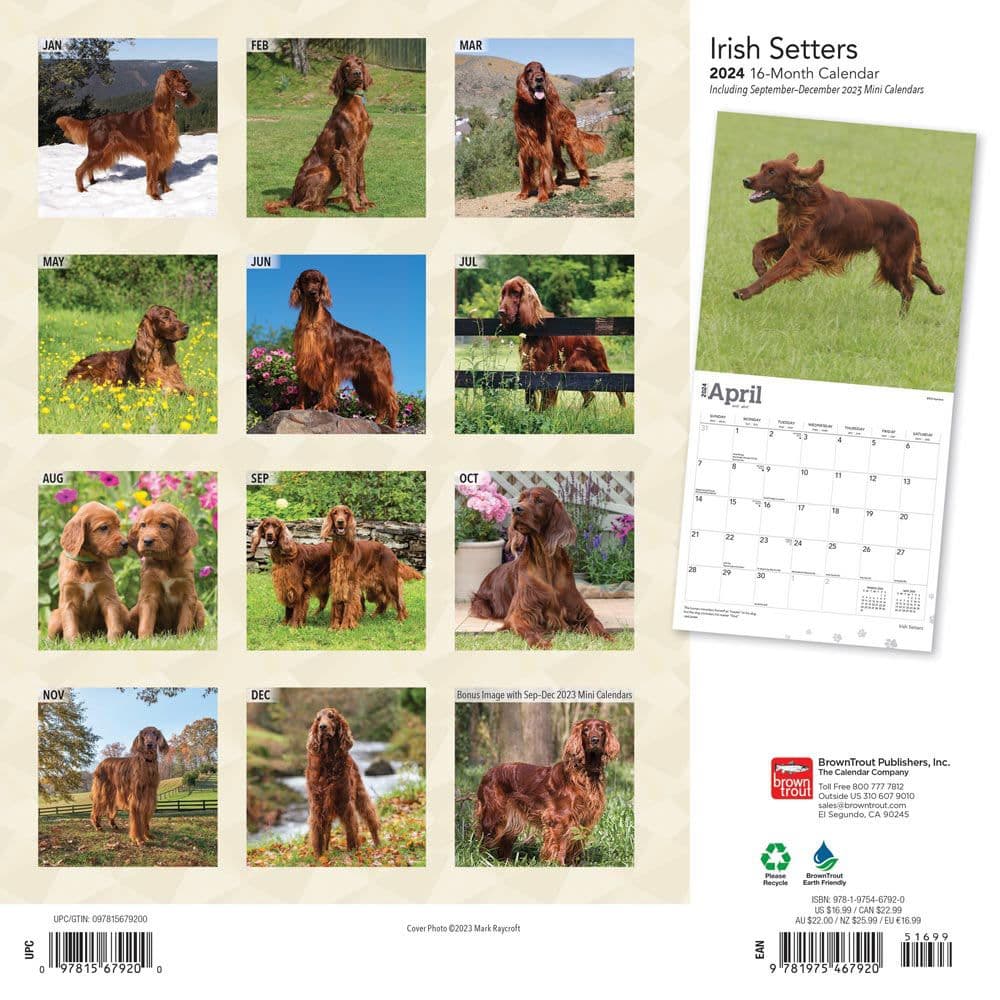 Irish Setters 2024 Wall Calendar