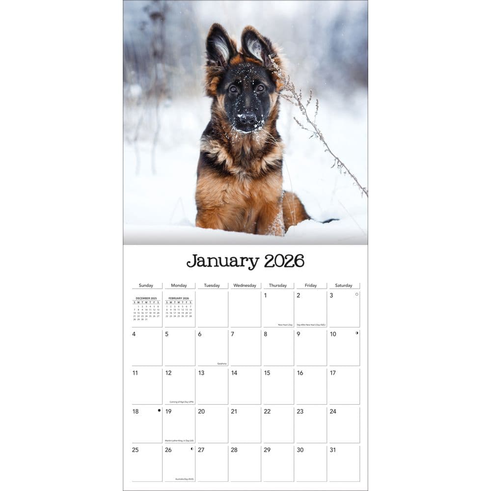 Playful Puppies Photo 2026 Mini Wall Calendar_ALT2