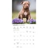 image Just Pit Bull Terrier Puppies 2026 Wall Calendar Second Alternate Image
