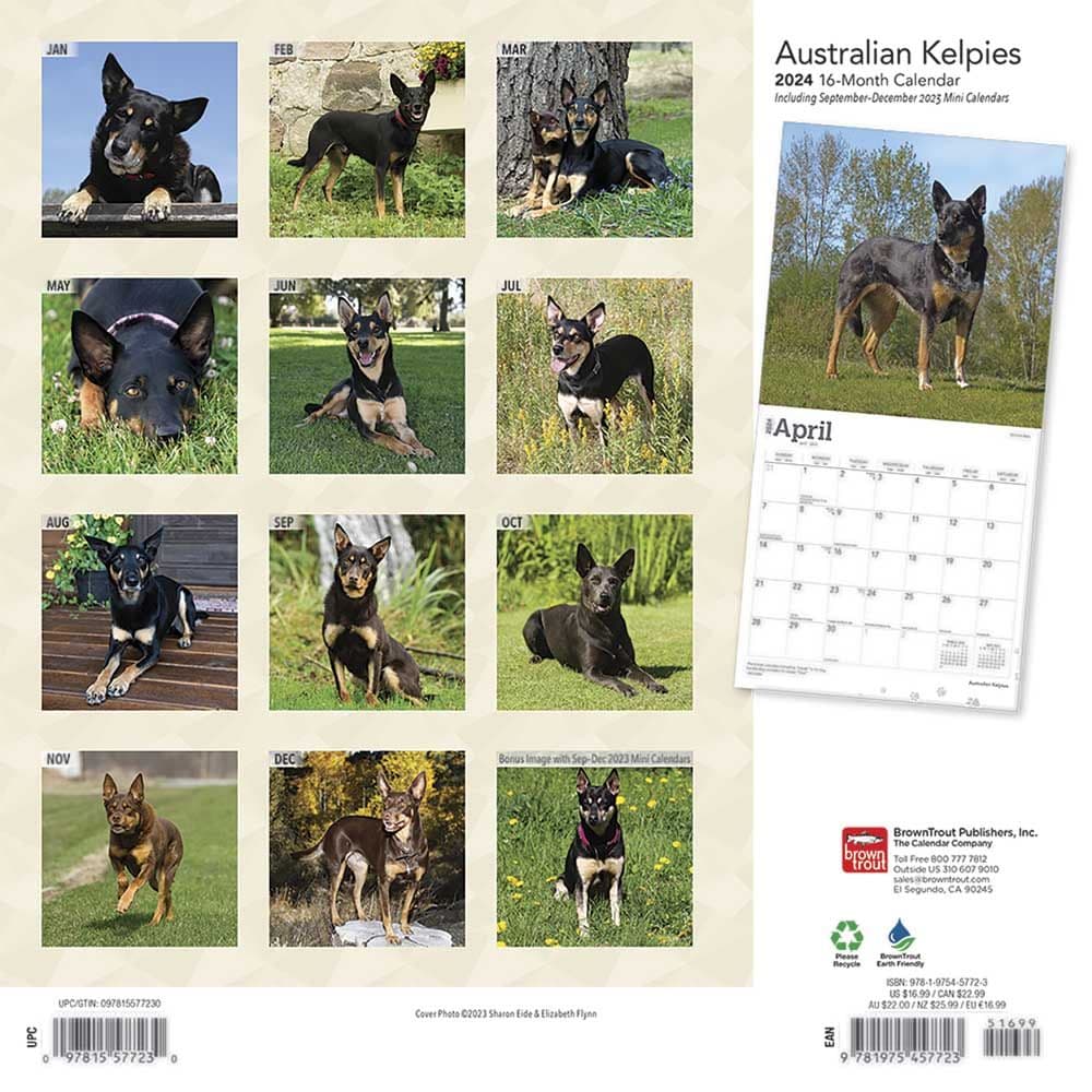 Australian Kelpies 2024 Wall Calendar