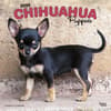 image Chihuahua Puppies 2025 Wall Calendar Main Product Image width=&quot;1000&quot; height=&quot;1000&quot;