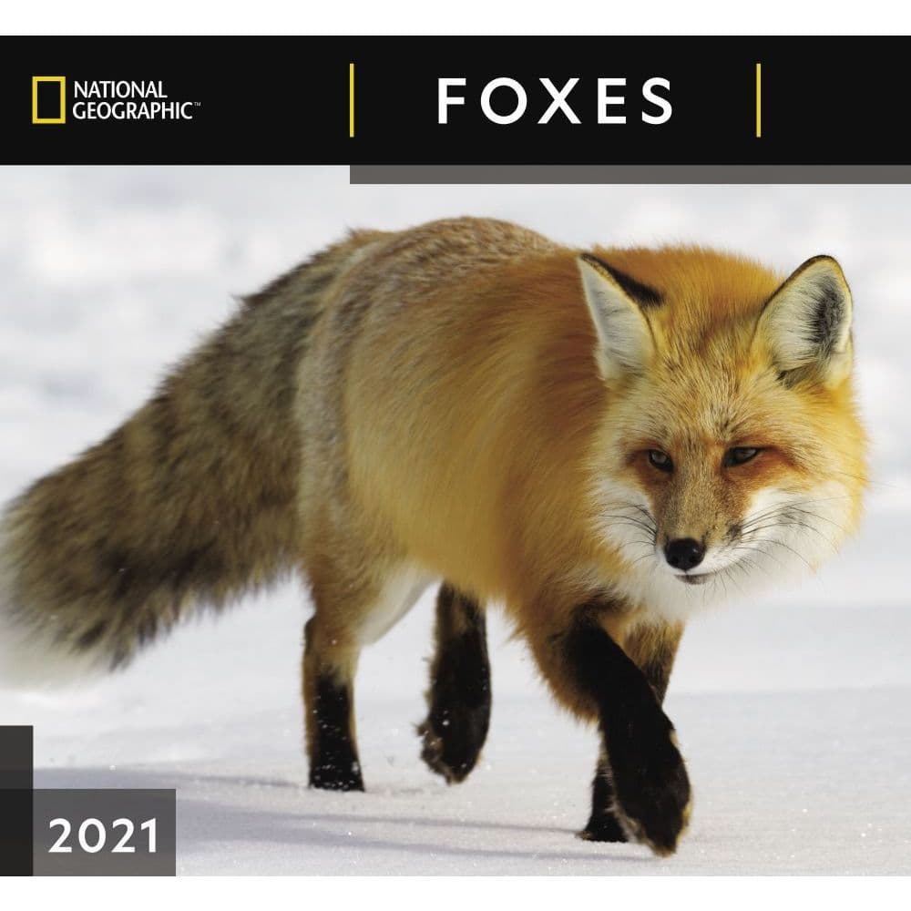 Foxes National Geographic Wall Calendar