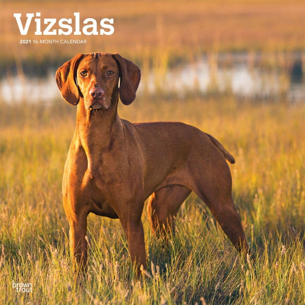 vizsla seizure