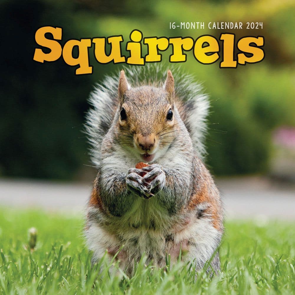 Squirrels 2024 Wall Calendar Calendars