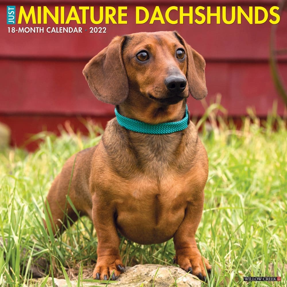 Miniature Dachshunds 2022 Calendars