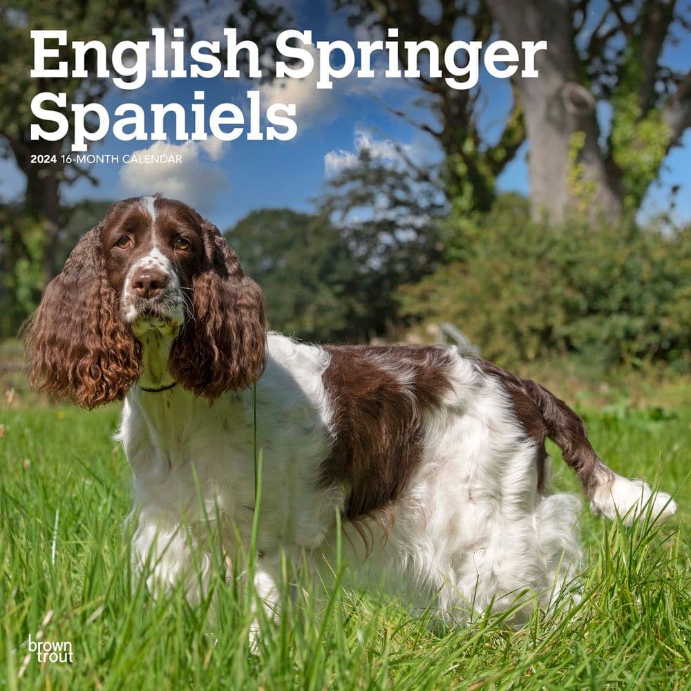 English Springer Spaniels  2024 Wall Calendar Main Image