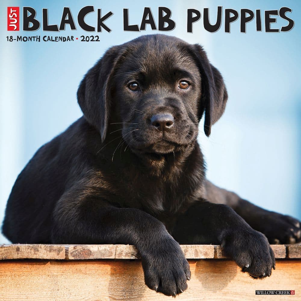 Just Lab Black Puppies 2022 Wall Calendar - Calendars.com