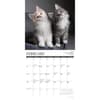 image Cat Rules 2026 Wall Calendar Second Alternate Image