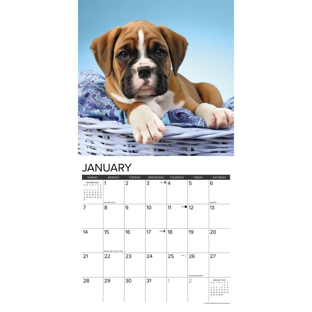 Just Boxer Puppies 2024 Wall Calendar Alternate Image 2
