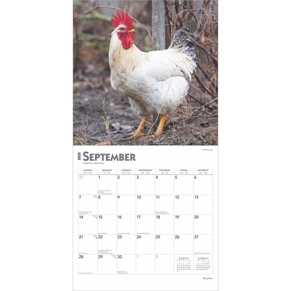 Roosters 2025 Wall Calendar Third Alternate Image