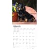 image Dachshunds Longhaired 2024 Wall Calendar Second Alternate Image width=&quot;1000&quot; height=&quot;1000&quot;