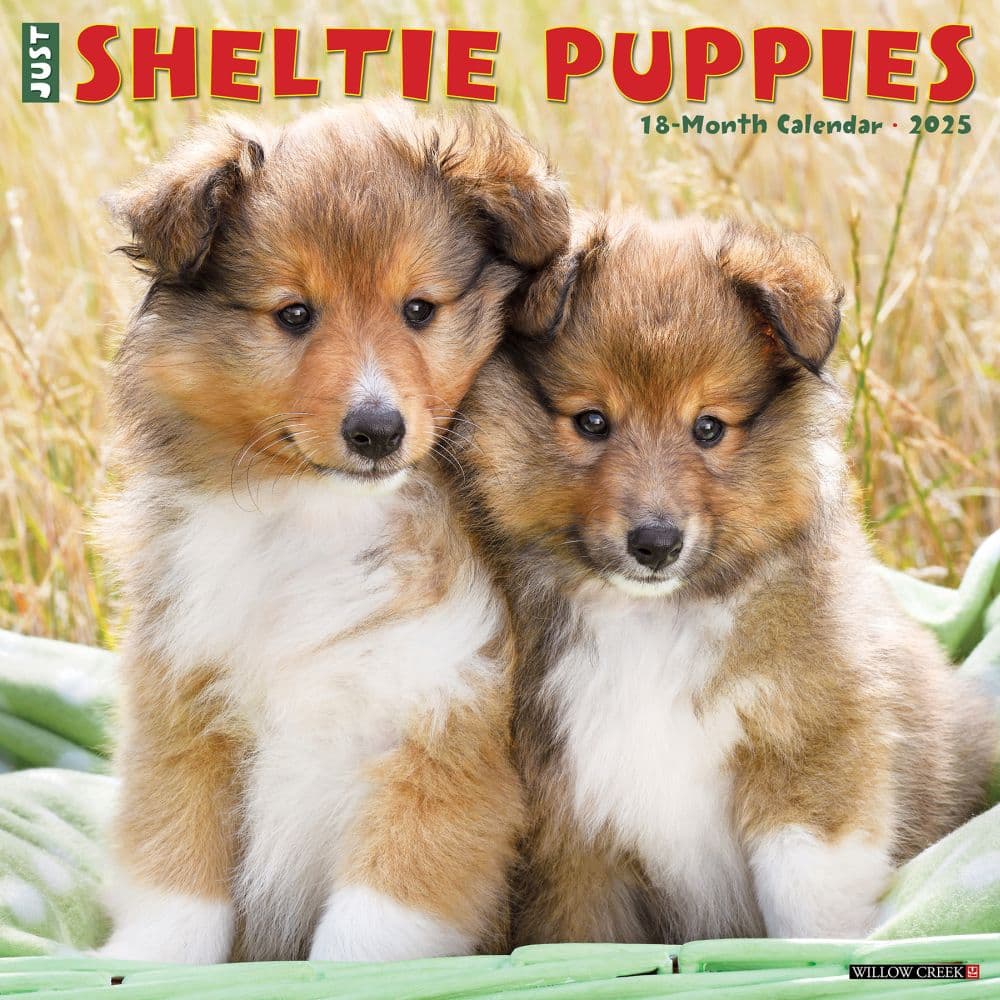 Just Sheltie Puppies 2025 Wall Calendar Main Image
