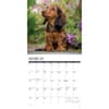 image Just Dachshund Puppies 2026 Wall Calendar Second Alternate Image