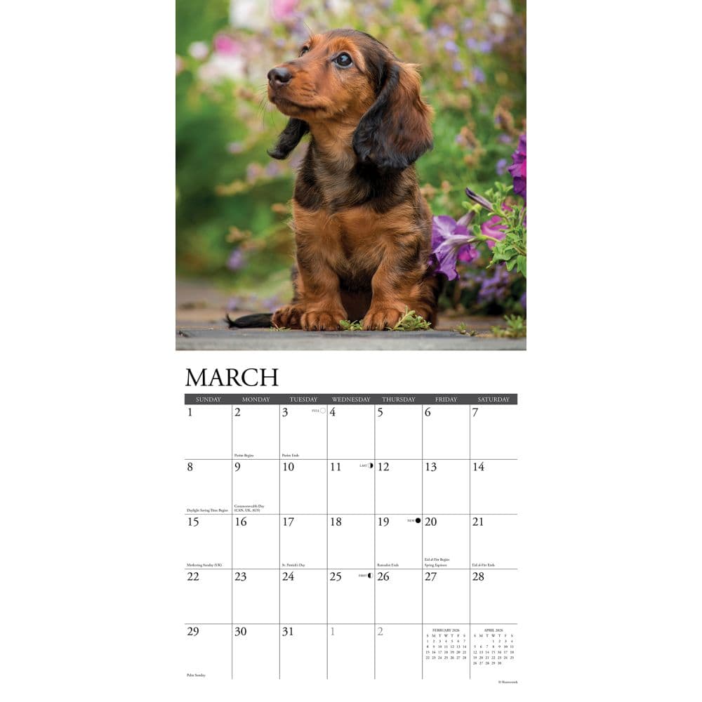 Just Dachshund Puppies 2026 Wall Calendar Second Alternate Image