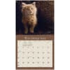 image Kittens 2025 Wall Calendar Second Alternate Image width=&quot;1000&quot; height=&quot;1000&quot;