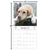 image Labrador Retrievers Photo 2025 Wall Calendar