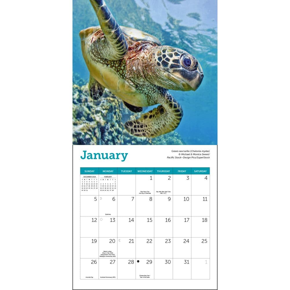 Sea Turtles 2025 Mini Wall Calendar Second Alternate Image width="1000" height="1000"