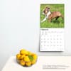 image Boston Terrier Puppies 2024 Wall Calendar Third Alternate Image width=&quot;1000&quot; height=&quot;1000&quot;