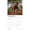 image Chocolate Lab Retriever 2027 Wall Calendar Third Alternate Image