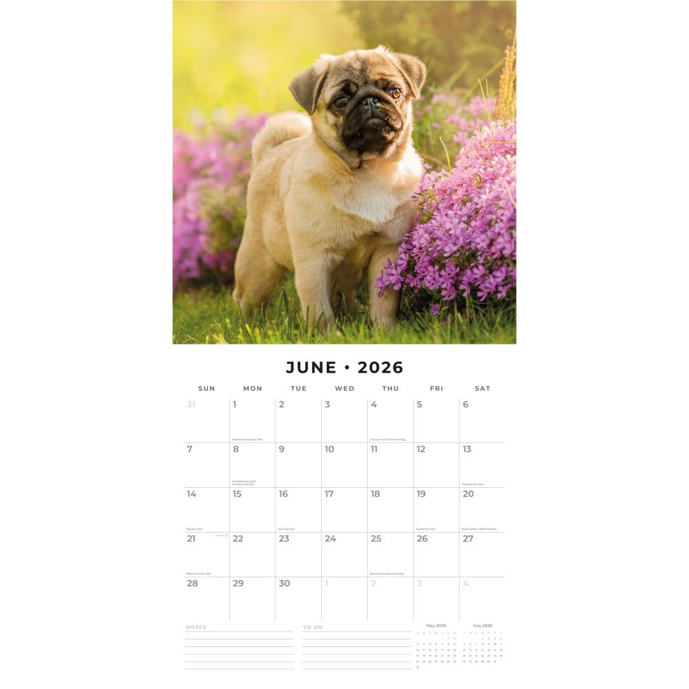 Pugs 2026 Wall Calendar Second Alternate Image