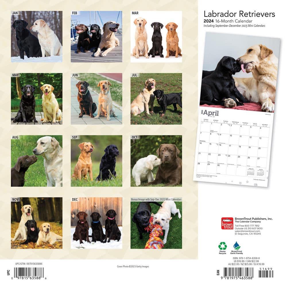 Labrador Retriever 2024 Wall Calendar