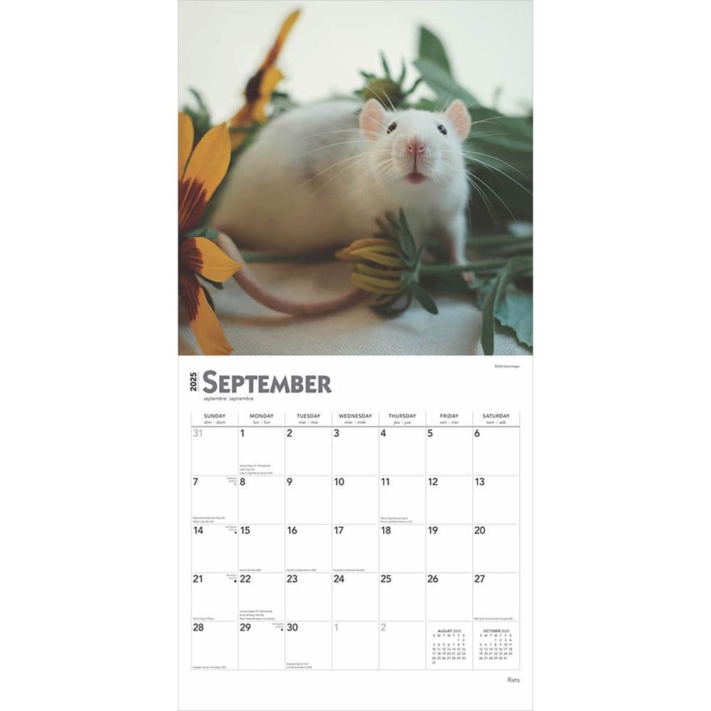 Rats 2025 Wall Calendar Third Alternate Image