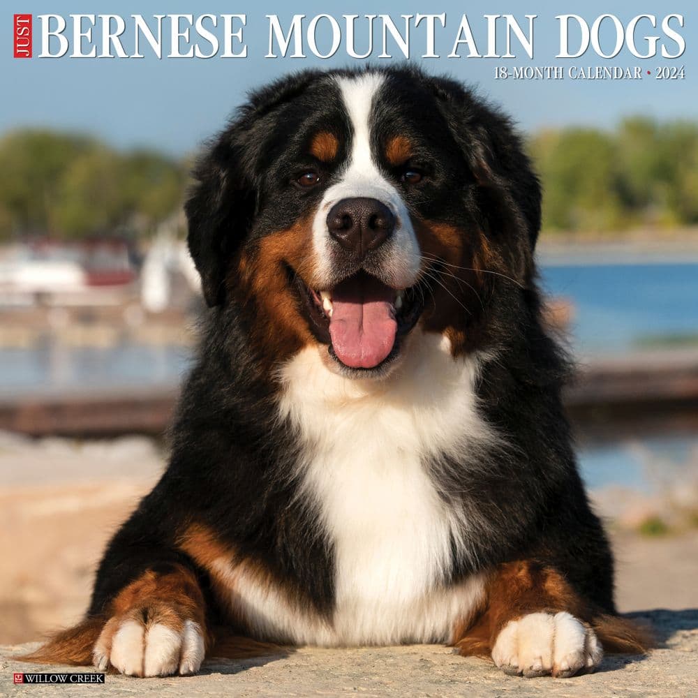 Just Bernese Mountain Dogs 2024 Wall Calendar Main Image