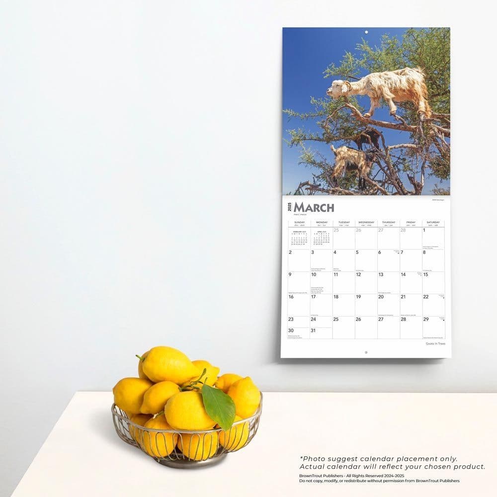 Goats in Trees 2025 Wall Calendar Fourth Alternate Image